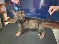 Kara, a female German Shepherd Dog for sale in Kingman, KS – 2 of 2