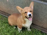 Ricotta, a female Pembroke Welsh Corgi for sale in Kingman, KS – 6 of 9