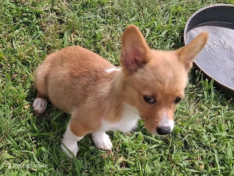Brie – Pembroke Welsh Corgi puppy for sale in Kingman, KS