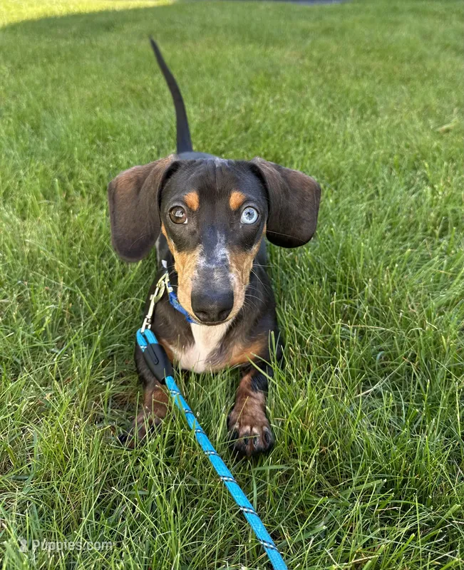 Walter – Miniature Dachshund puppy for sale in Salisbury, MA