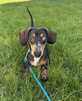 Walter, a male Miniature Dachshund for sale in Salisbury, MA – 1 of 3