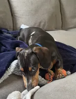 Walter, a male Miniature Dachshund for sale in Salisbury, MA – 7 of 10