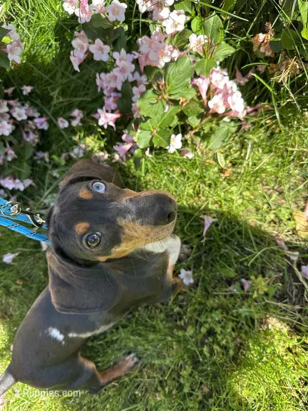 Walter – Miniature Dachshund puppy for sale in Salisbury, MA