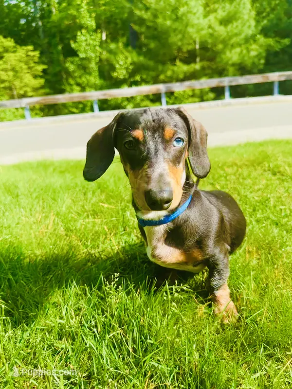 Walter – Miniature Dachshund puppy for sale in Salisbury, MA