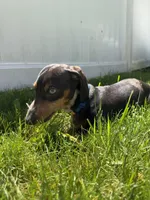 Walter, a male Miniature Dachshund for sale in Salisbury, MA – 8 of 10