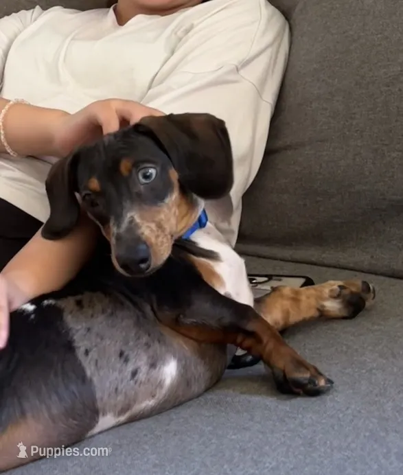 Walter – Miniature Dachshund puppy for sale in Salisbury, MA