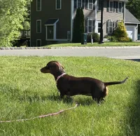 Calie, a female Miniature Dachshund for sale in Salisbury, MA – 3 of 4