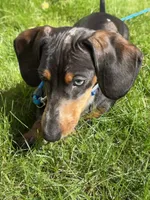 Walter, a male Miniature Dachshund for sale in Salisbury, MA – 2 of 3