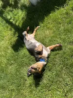 Walter, a male Miniature Dachshund for sale in Salisbury, MA – 10 of 10