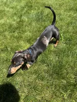 Walter, a male Miniature Dachshund for sale in Salisbury, MA – 9 of 10