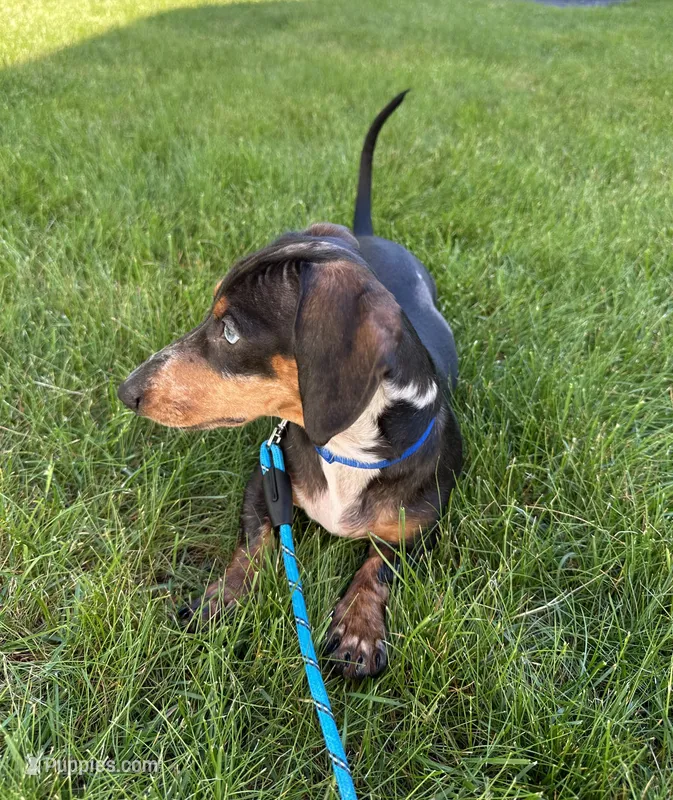 Walter – Miniature Dachshund puppy for sale in Salisbury, MA