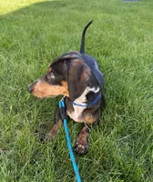 Walter, a male Miniature Dachshund for sale in Salisbury, MA – 4 of 10