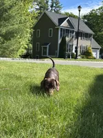 Calie, a female Miniature Dachshund for sale in Salisbury, MA – 4 of 4