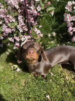 Calie, a female Miniature Dachshund for sale in Salisbury, MA – 2 of 4