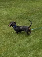 Walter, a male Miniature Dachshund for sale in Salisbury, MA – 6 of 10