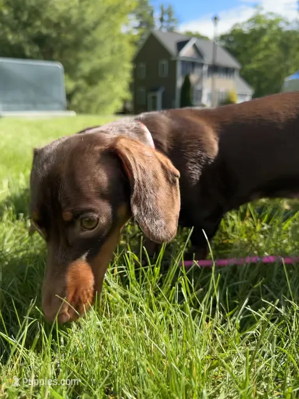 Calie – Miniature Dachshund puppy for sale in Salisbury, MA