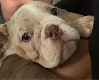 Luna, a female English Bulldog for sale in North Las Vegas, NV – 2 of 3