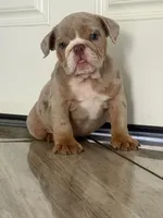 Luna, a female English Bulldog for sale in North Las Vegas, NV – 1 of 2