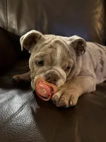 Luna, a female English Bulldog for sale in North Las Vegas, NV – 3 of 3