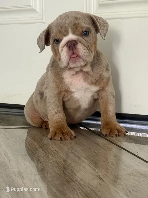 Luna – English Bulldog puppy for sale in North Las Vegas, NV