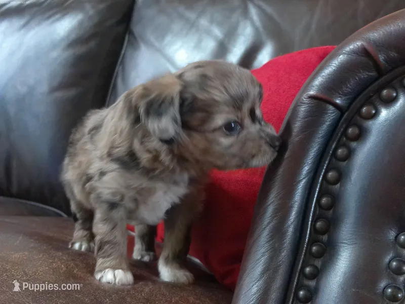 Kiwi – Cavapoo, Toy Australian Shepherd puppy for sale in Luthersville, GA
