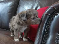 Kiwi, a female Cavapoo and Toy Australian Shepherd for sale in Luthersville, GA – 1 of 8