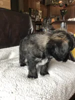 Bruno, a male Cavapoo and Toy Australian Shepherd for sale in Luthersville, GA – 2 of 9