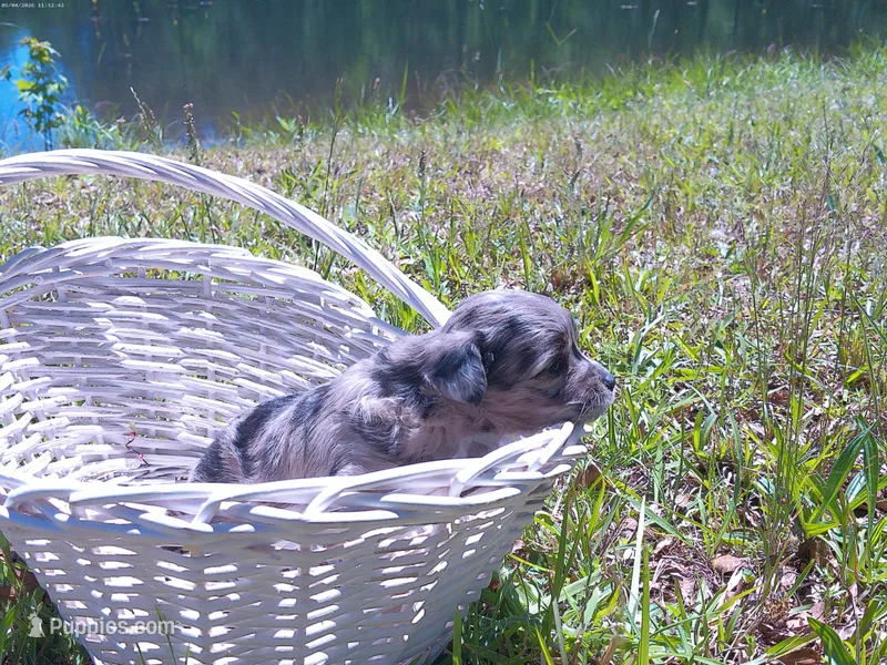 Kiwi – Miniature Aussiedoodle puppy for sale in Luthersville, GA