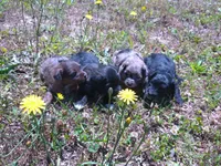 Bruno, a male Miniature Aussiedoodle for sale in Luthersville, GA – Photo 4 of 5