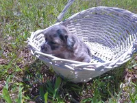 Kiwi, a female Miniature Aussiedoodle for sale in Luthersville, GA – Photo 3 of 6