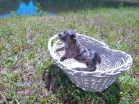 Kiwi, a female Miniature Aussiedoodle for sale in Luthersville, GA – Photo 2 of 6
