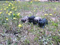 Bruno, a male Miniature Aussiedoodle for sale in Luthersville, GA – Photo 5 of 5