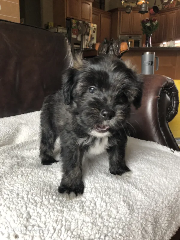 Bruno – Cavapoo, Toy Australian Shepherd puppy for sale in Luthersville, GA