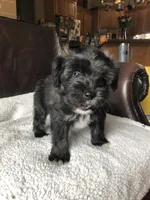 Bruno, a male Cavapoo and Toy Australian Shepherd for sale in Luthersville, GA – 1 of 9