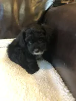 Daisy, a female Cavapoo and Toy Australian Shepherd for sale in Luthersville, GA – 3 of 9