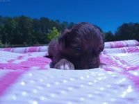 Jelly Bean, a female Miniature Aussiedoodle for sale in Luthersville, GA – Photo 2 of 7