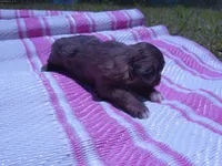Jelly Bean, a female Miniature Aussiedoodle for sale in Luthersville, GA – Photo 3 of 7