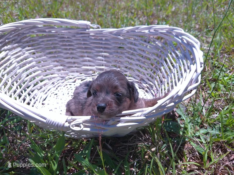 Jelly Bean – Miniature Aussiedoodle puppy for sale in Luthersville, GA