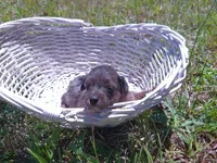 Jelly Bean, a female Miniature Aussiedoodle for sale in Luthersville, GA – Photo 1 of 7