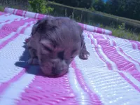 Jelly Bean, a female Miniature Aussiedoodle for sale in Luthersville, GA – Photo 4 of 7