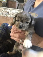 Kiwi, a female Cavapoo and Toy Australian Shepherd for sale in Luthersville, GA – 2 of 9