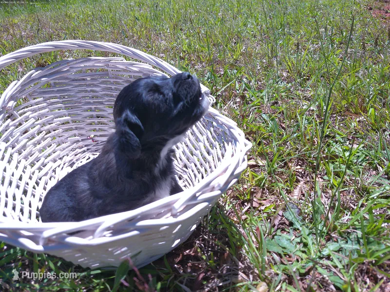 Bruno – Miniature Aussiedoodle puppy for sale in Luthersville, GA