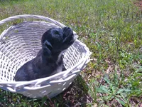 Bruno, a male Miniature Aussiedoodle for sale in Luthersville, GA – Photo 1 of 5