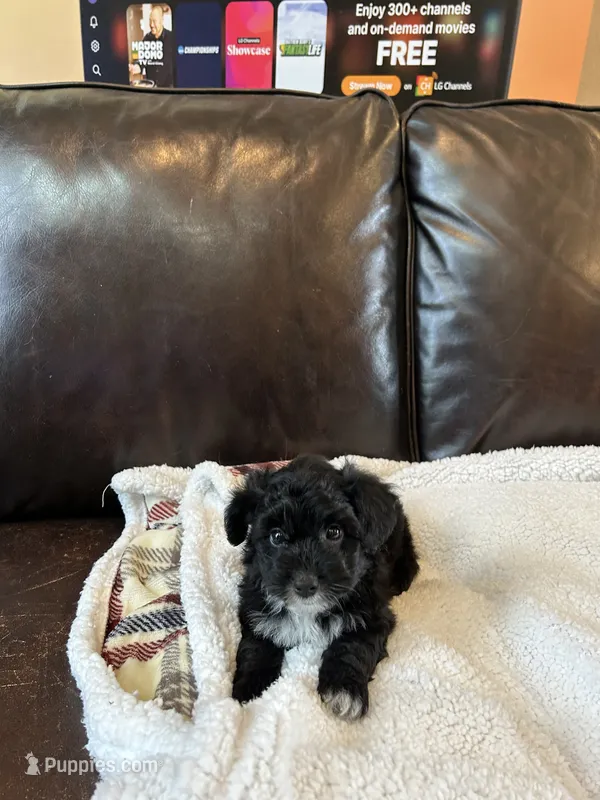 Daisy – Cavapoo, Toy Australian Shepherd puppy for sale in Luthersville, GA