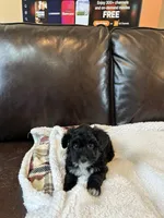 Daisy, a female Cavapoo and Toy Australian Shepherd for sale in Luthersville, GA – 1 of 9