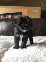 Bruno, a male Cavapoo and Toy Australian Shepherd for sale in Luthersville, GA – 3 of 9
