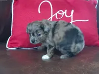 Kiwi, a female Cavapoo and Toy Australian Shepherd for sale in Luthersville, GA – 8 of 8