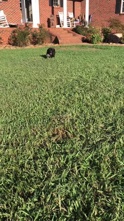 Bruno, a male Cavapoo and Toy Australian Shepherd for sale in Luthersville, GA – 2 of 8
