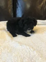 Daisy, a female Cavapoo and Toy Australian Shepherd for sale in Luthersville, GA – 2 of 9