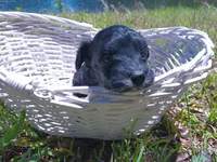 Daisy, a female Miniature Aussiedoodle for sale in Luthersville, GA – Photo 3 of 6